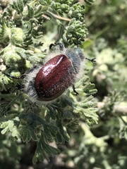 Paracotalpa granicollis
