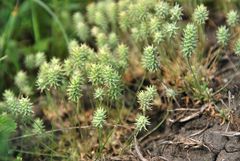 Ceratocephala falcata