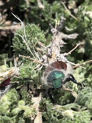 Paracotalpa granicollis