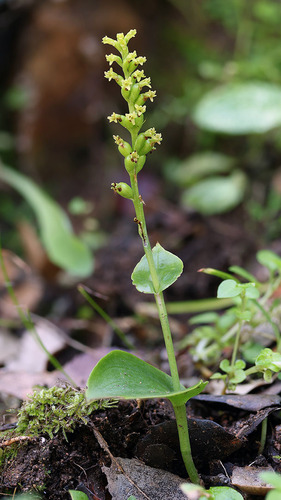 Gennaria diphylla