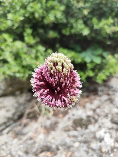 Amethyst Garlic