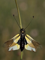 Libelloides baeticus