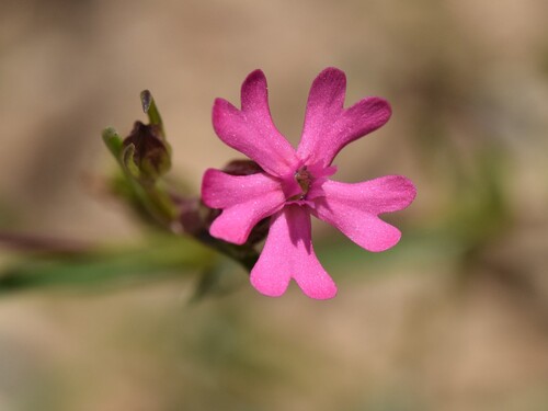 Silene muscipula, photograph 4