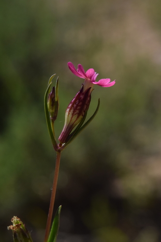 Silene muscipula, photograph 6
