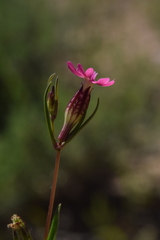 Silene muscipula, photograph (c) Mehdi Chetibi, some rights reserved (CC BY)