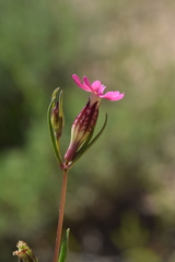Silene muscipula, photograph (c) Mehdi Chetibi, some rights reserved (CC BY)