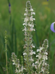 Salvia austriaca