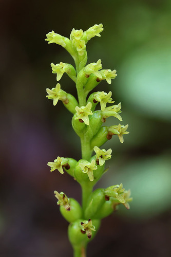 Gennaria diphylla, photograph 2
