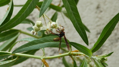 Polistes buyssoni