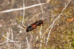 Staphylinus dimidiaticornis