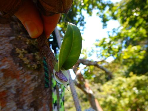 Anthurium obtusum, photograph 5