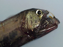 Pacific Viperfish photo 4