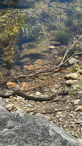 iNaturalist observation photo of Sierra Garter Snake