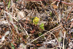 Trollius sibiricus
