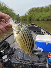 Morone mississippiensis