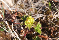 Trollius sibiricus