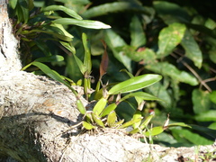 Prosthechea chimborazoensis