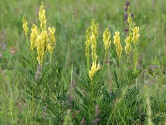 Astragalus asper