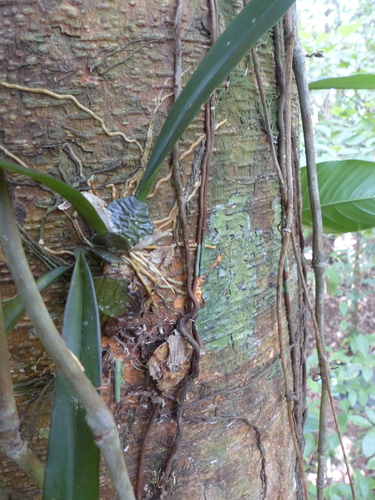 Rossioglossum ampliatum