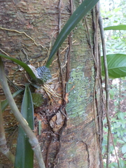 Rossioglossum ampliatum