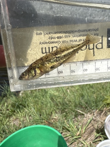 Brook Stickleback