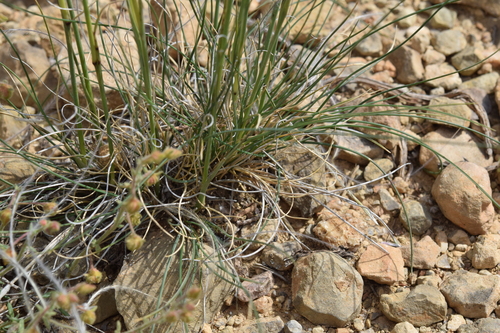 Stipa barbata, photograph 6