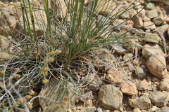 Stipa barbata, photograph (c) Mehdi Chetibi, some rights reserved (CC BY)