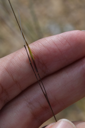 Stipa barbata, photograph 2