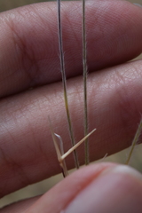 (c) Mehdi Chetibi, some rights reserved (CC BY) Stipa barbata, photograph (c) Mehdi Chetibi, some rights reserved (CC BY)