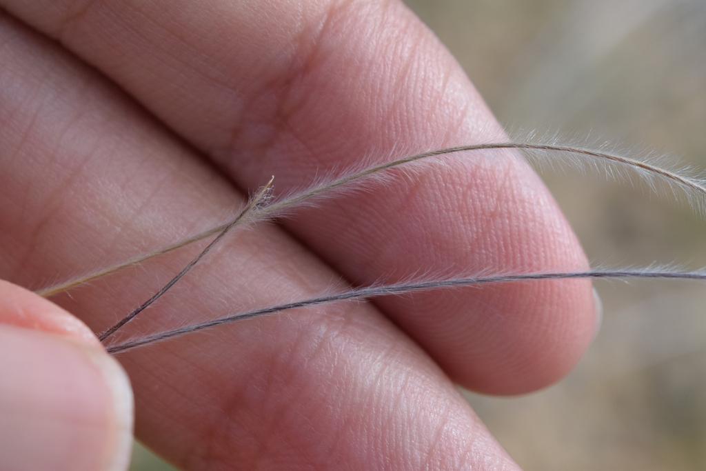 Stipa barbata; photograph (c) Mehdi Chetibi, some rights reserved (CC BY)