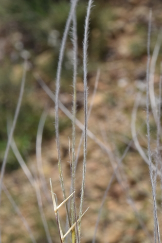 Stipa barbata, photograph 4