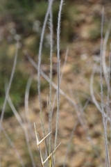 (c) Mehdi Chetibi, some rights reserved (CC BY) Stipa barbata, photograph (c) Mehdi Chetibi, some rights reserved (CC BY)