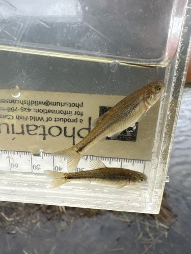 Fathead Minnow
