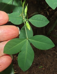 Crotalaria natalensis