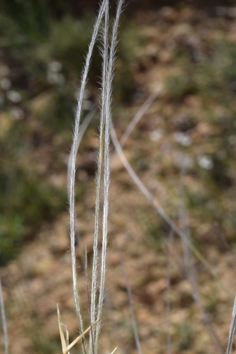 Stipa barbata, photograph 5