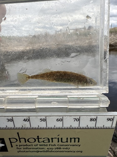 Brook Stickleback