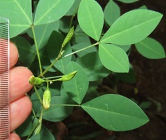 Crotalaria natalensis