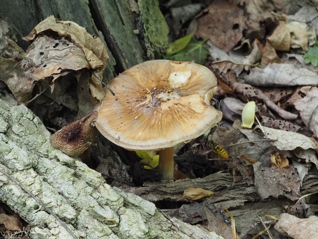 Deer Mushroom · May 2026 · photo: Photo: (c) Summit Metro Parks, some rights reserved (CC BY) · iNaturalist