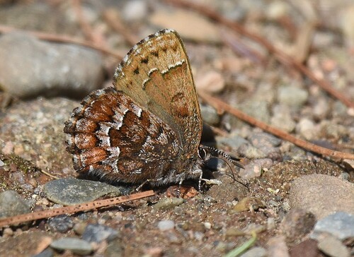 Eastern Pine Elfin photo 5
