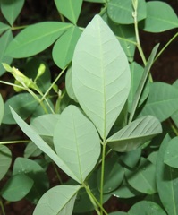 Crotalaria natalensis