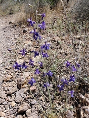 Delphinium scaposum