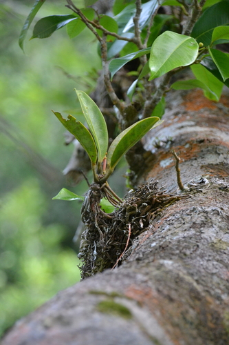 Anthurium paludosum, photograph 3