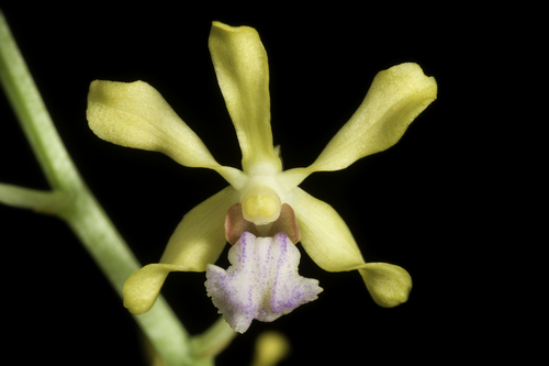 Parviflora Orchid