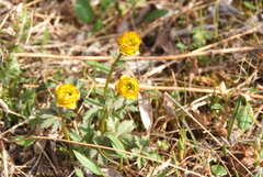 Trollius sibiricus