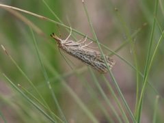 Thisanotia chrysonuchella