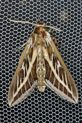 Hyles livornicoides