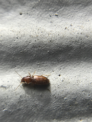Stenolophini