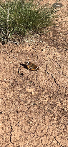 Common Buckeye
