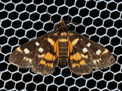 Diathrausta ochreipennis