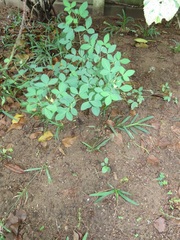 Crotalaria natalensis